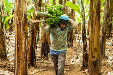 Philip Muyu banana harvester for SokoFresh in Nkubu, Meru County