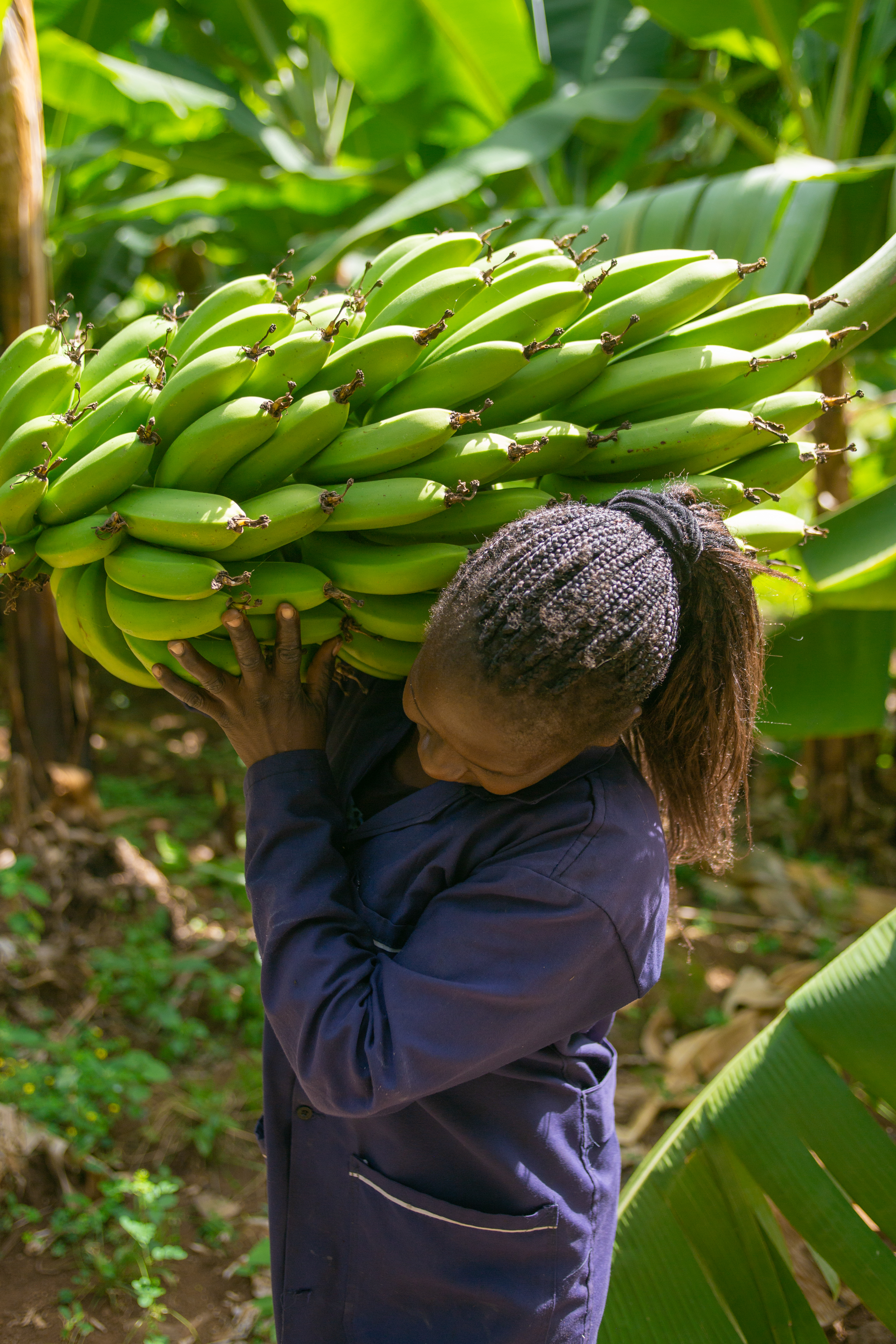 Sokofresh Banana farmer