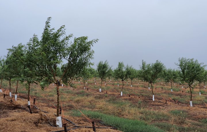 7. Restore Kleinlaagte - 13 March 2022 The first grow in the Almond Orchard (2)