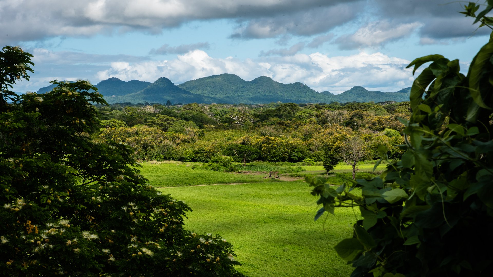 Cocoa Forest in Background