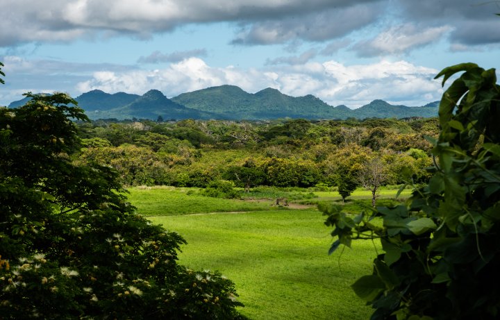 Cocoa Forest in Background