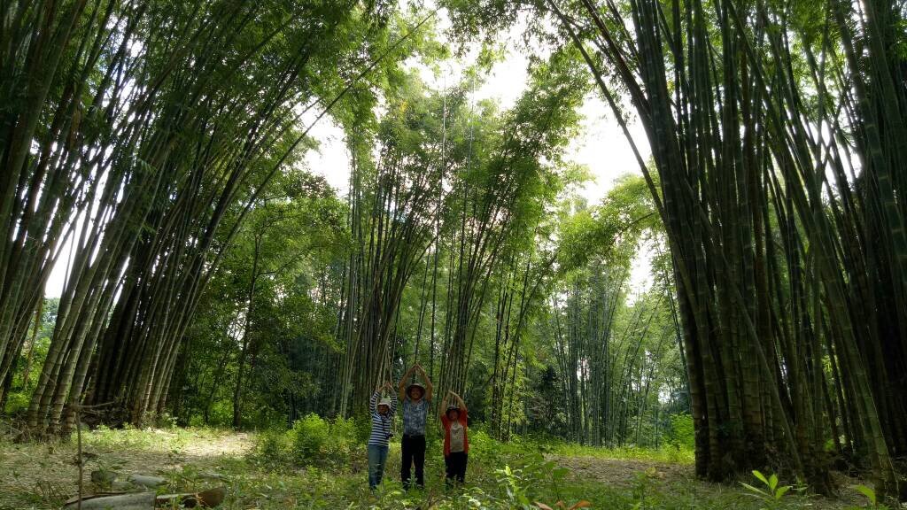 PT-Indobamboo-Lestari-2